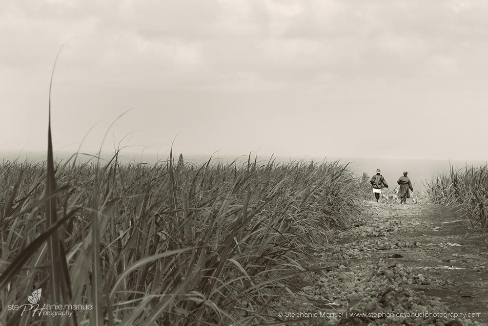 An authentic sugar cane scene