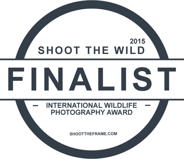Shoot the Frame finalist 2015