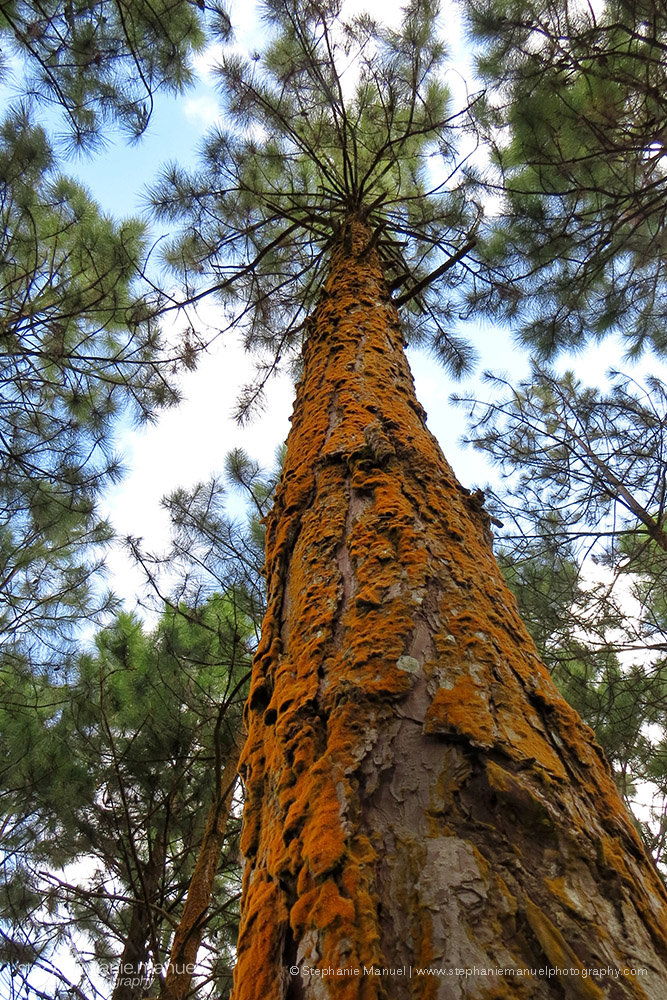 Bright orange lichen on a pine tree