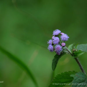 Purple flower Bois Cherie