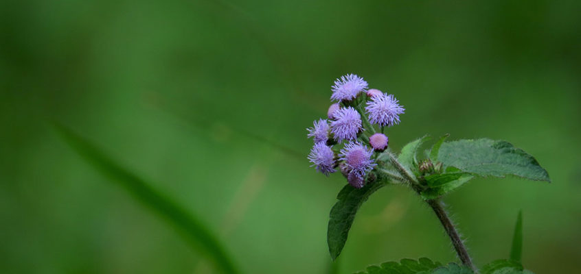 Purple flower Bois Cherie