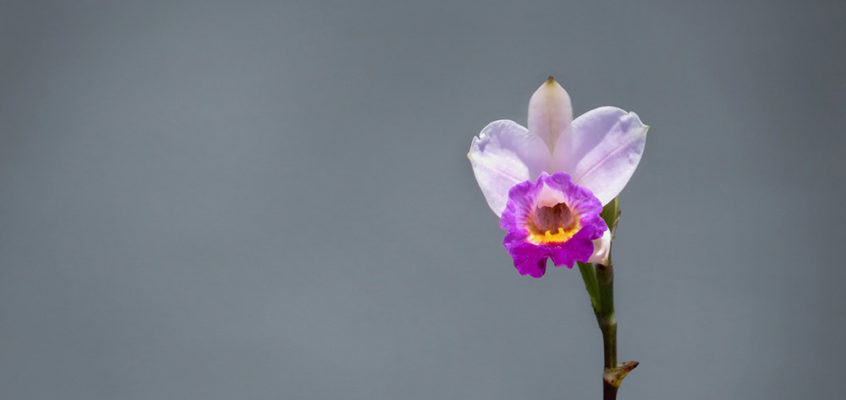 Bamboo orchid Mauritius