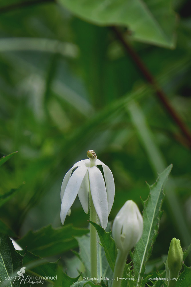 White star of Bethlehem flowers (laurentia)