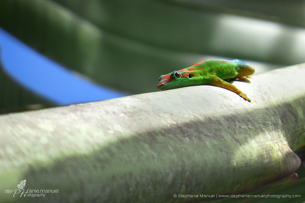 A day gecko basking on the traveller's tree (Ravenala madagascariensis)