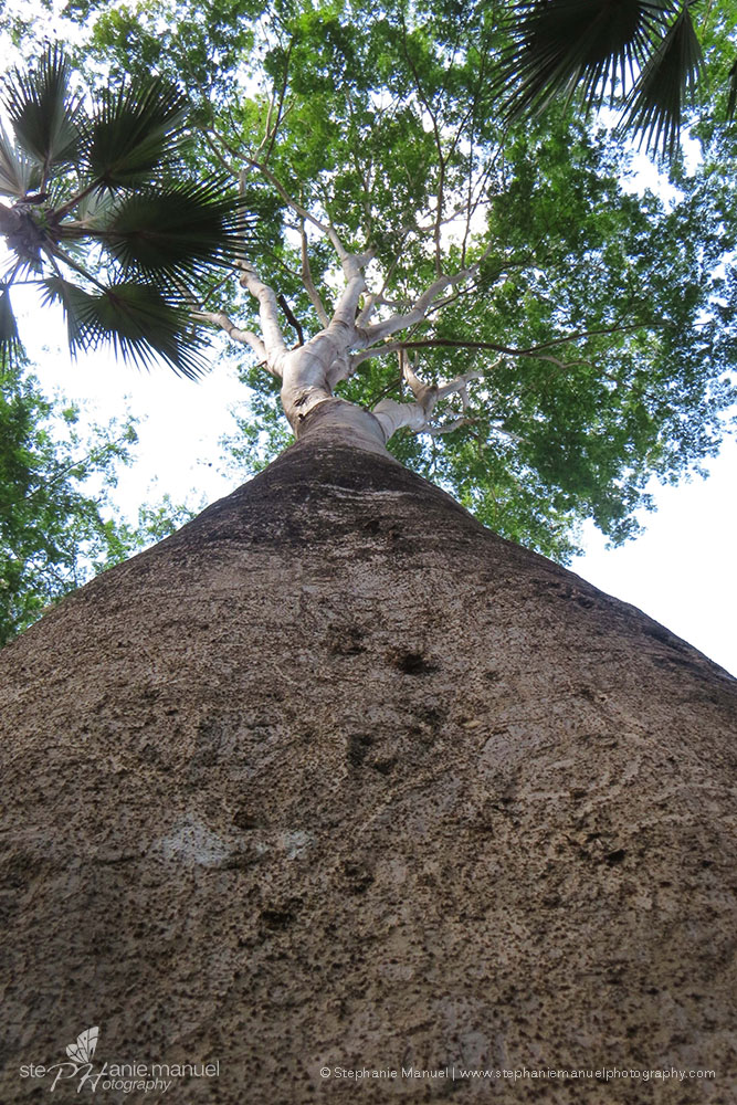 Looking up at the tree chosen by the fruit bats