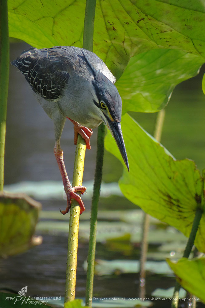 The Green-backed Heron