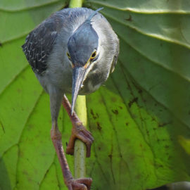 The Green-backed Heron