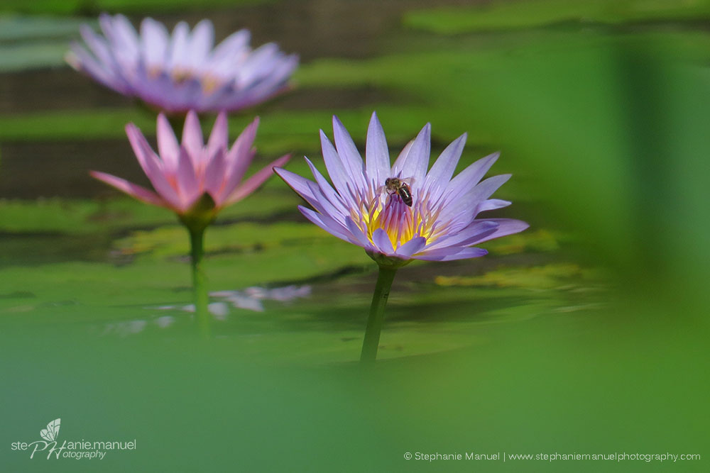 Bee visiting the stunning lotus flowers