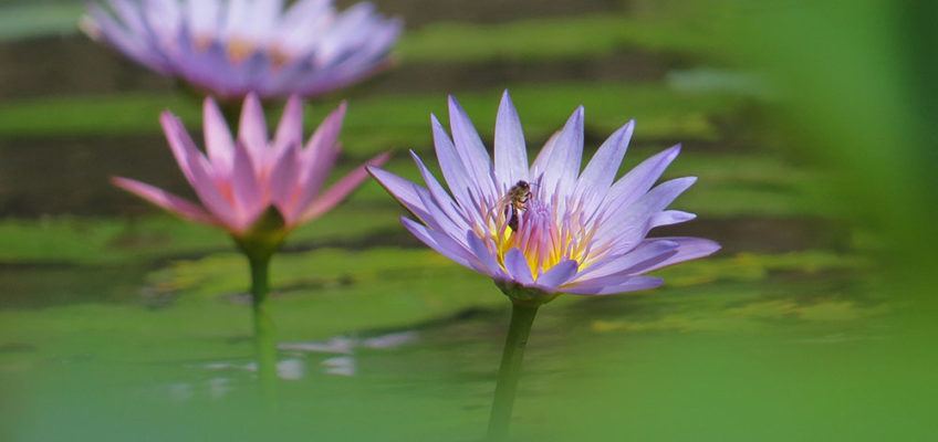 Bee visiting the stunning lotus flowers