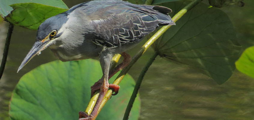 The Green-backed Heron fishing in the lotus pond