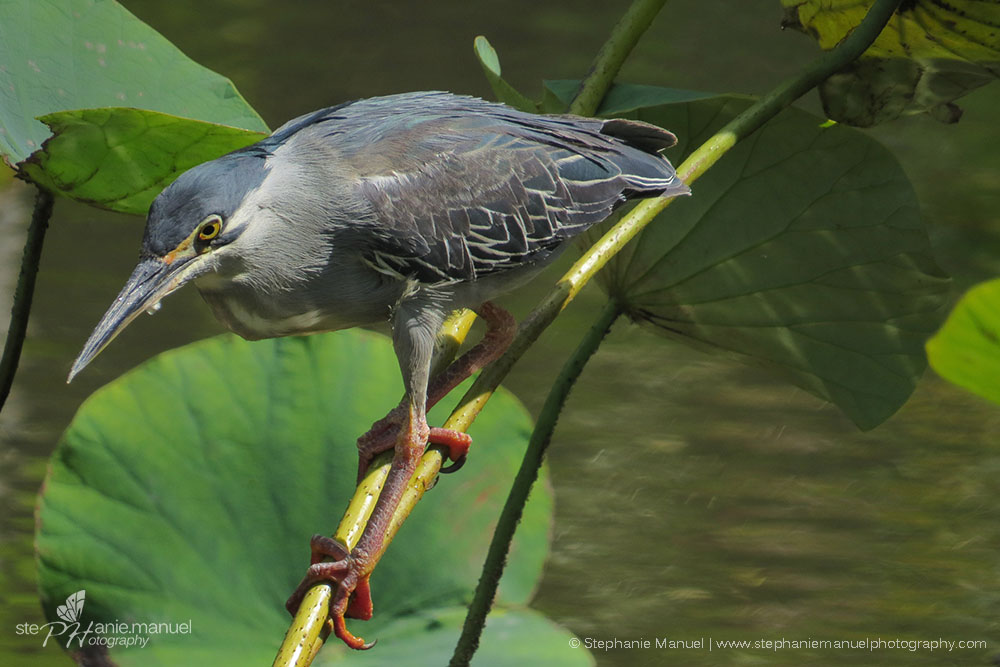 The Green-backed Heron fishing in the lotus pond
