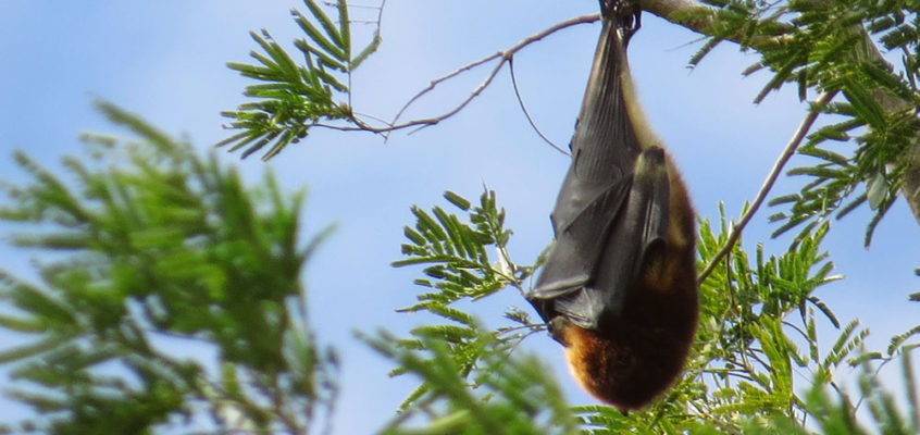 Fruit bat blowing in the wind