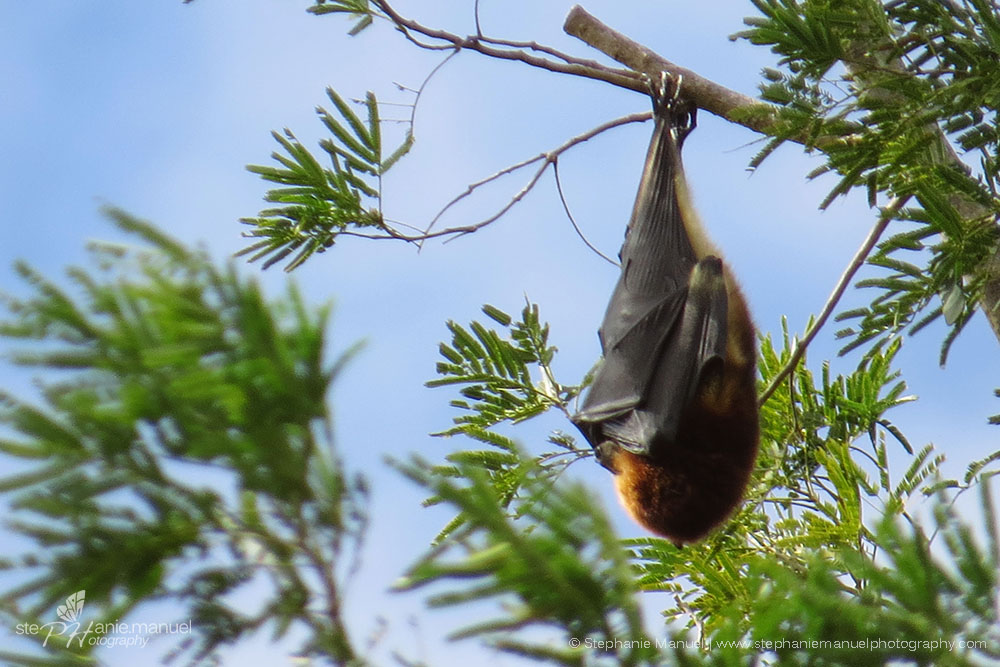 Fruit bat blowing in the wind