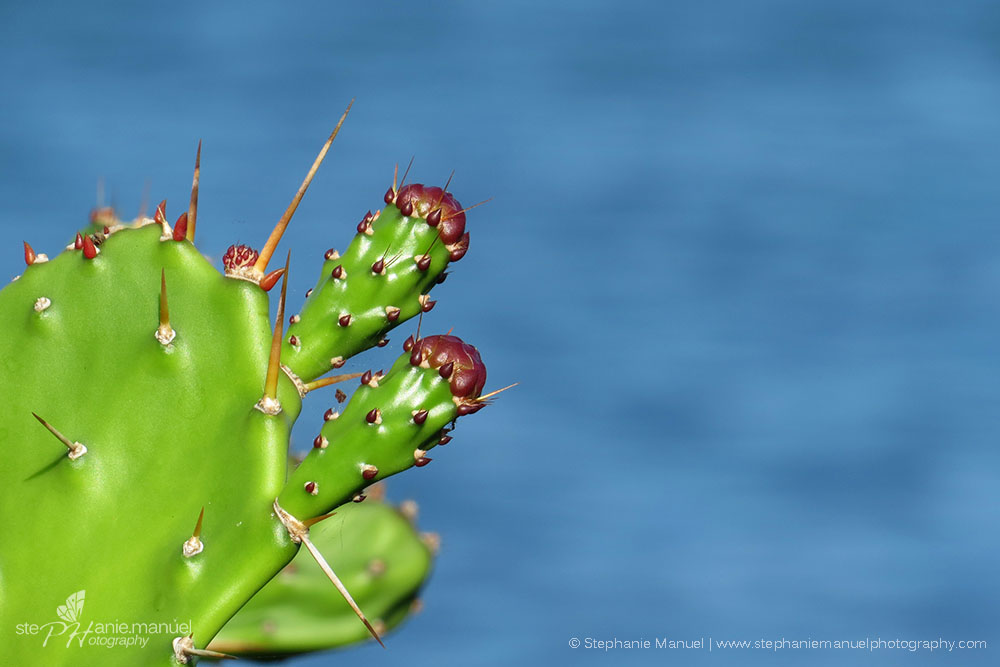 Buds of the prickly pears