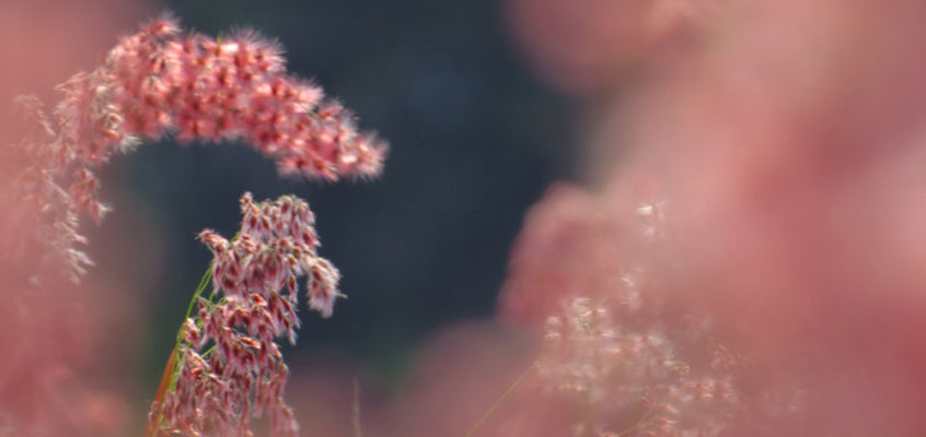 Silky pink wild flowers