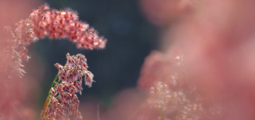 Silky pink wild flowers