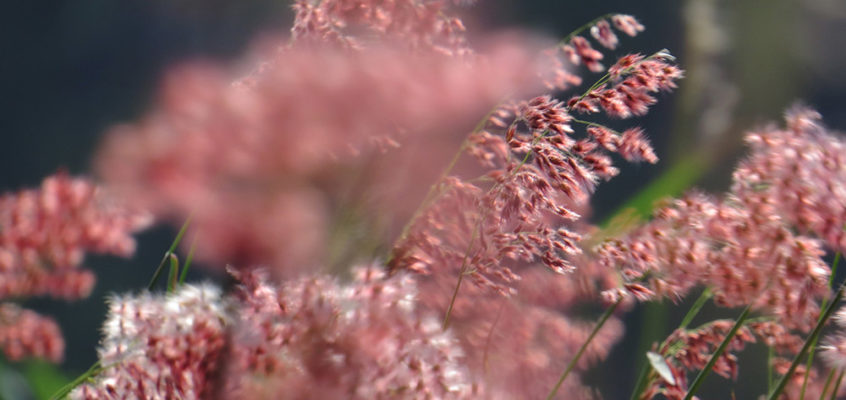 Pink wild flowers