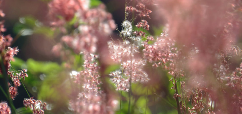 White and pink fluffy wild beauty