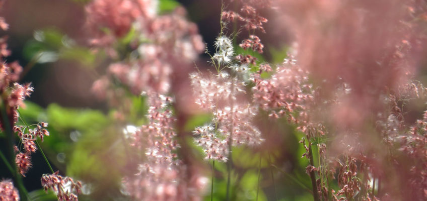 White and pink fluffy wild beauty