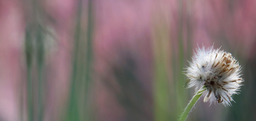 Tridax daisy