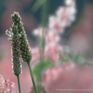 Plantain flower couple