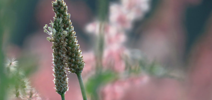 Plantain flower couple