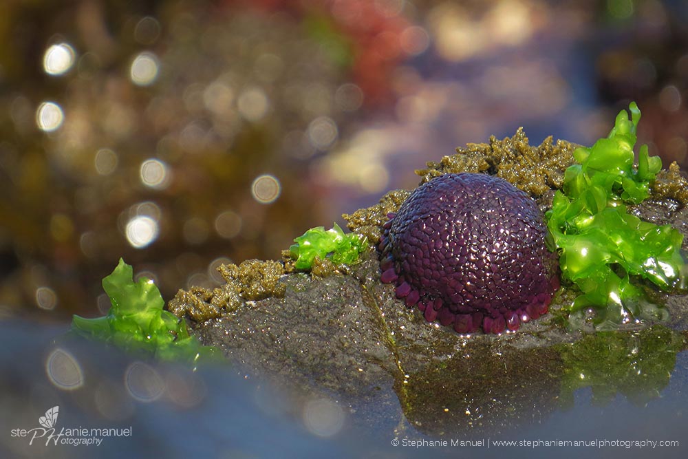 Gorgeous purple shingle urchin