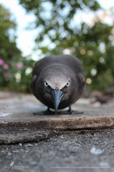 SMP-birds-portrait-2