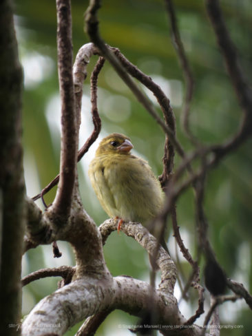 SMP-birds-portrait-6