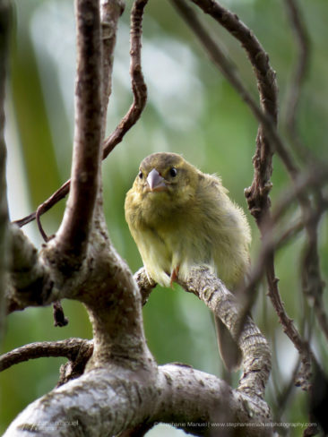 SMP-birds-portrait-7