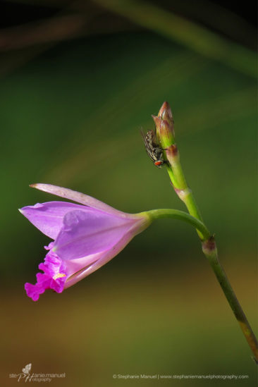 SMP-flowers-plants-portrait-1