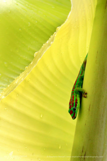 SMP-reptiles-portrait-1