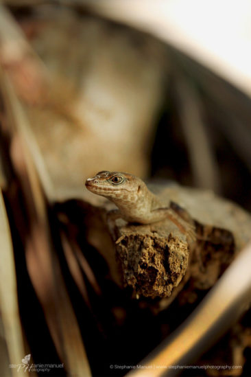 SMP-reptiles-portrait-2