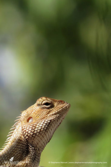 SMP-reptiles-portrait-8