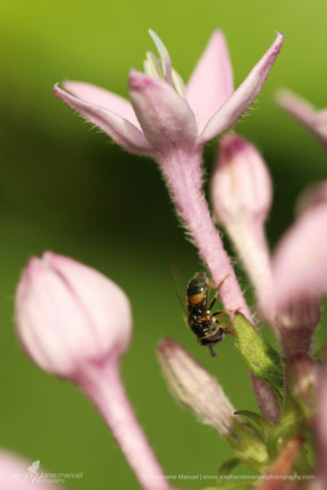 Flying insect