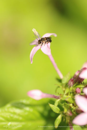 Flying insect