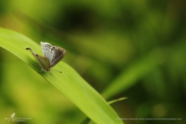 Blue butterfly