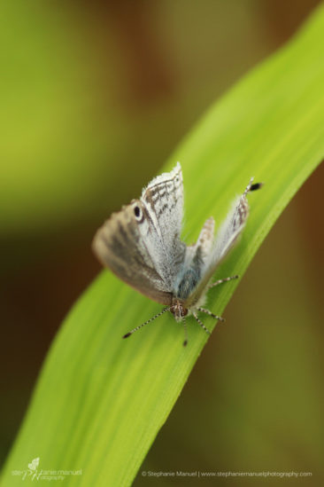 Blue butterfly