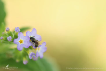 Flying insect