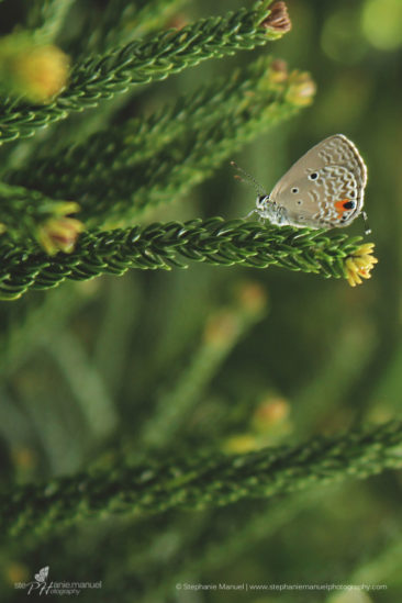 SMP-microcosm-butterflies-portrait-1