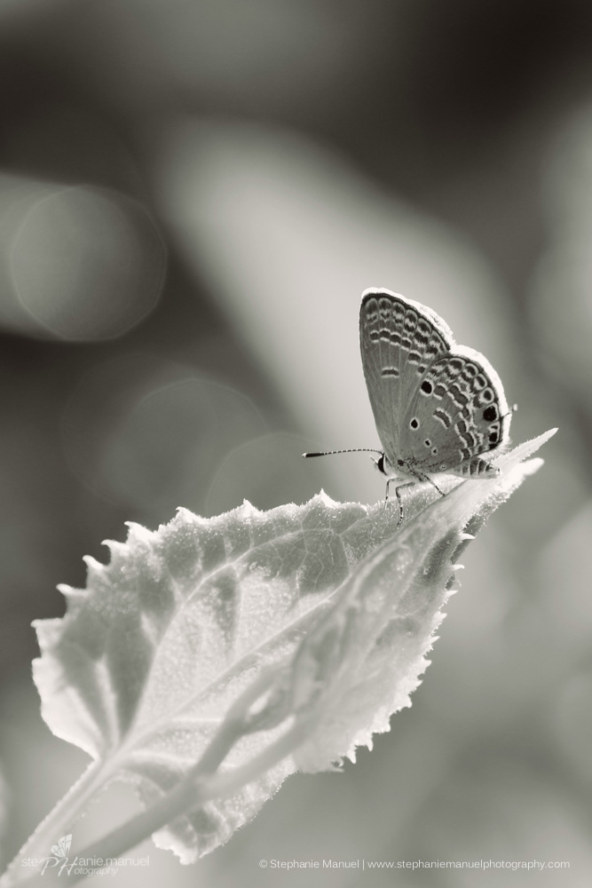SMP-microcosm-butterflies-portrait-2