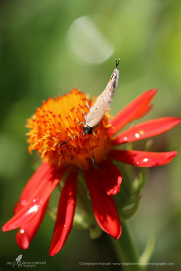 SMP-microcosm-butterflies-portrait-3