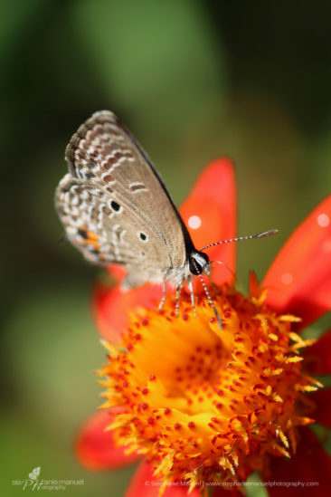 SMP-microcosm-butterflies-portrait-4